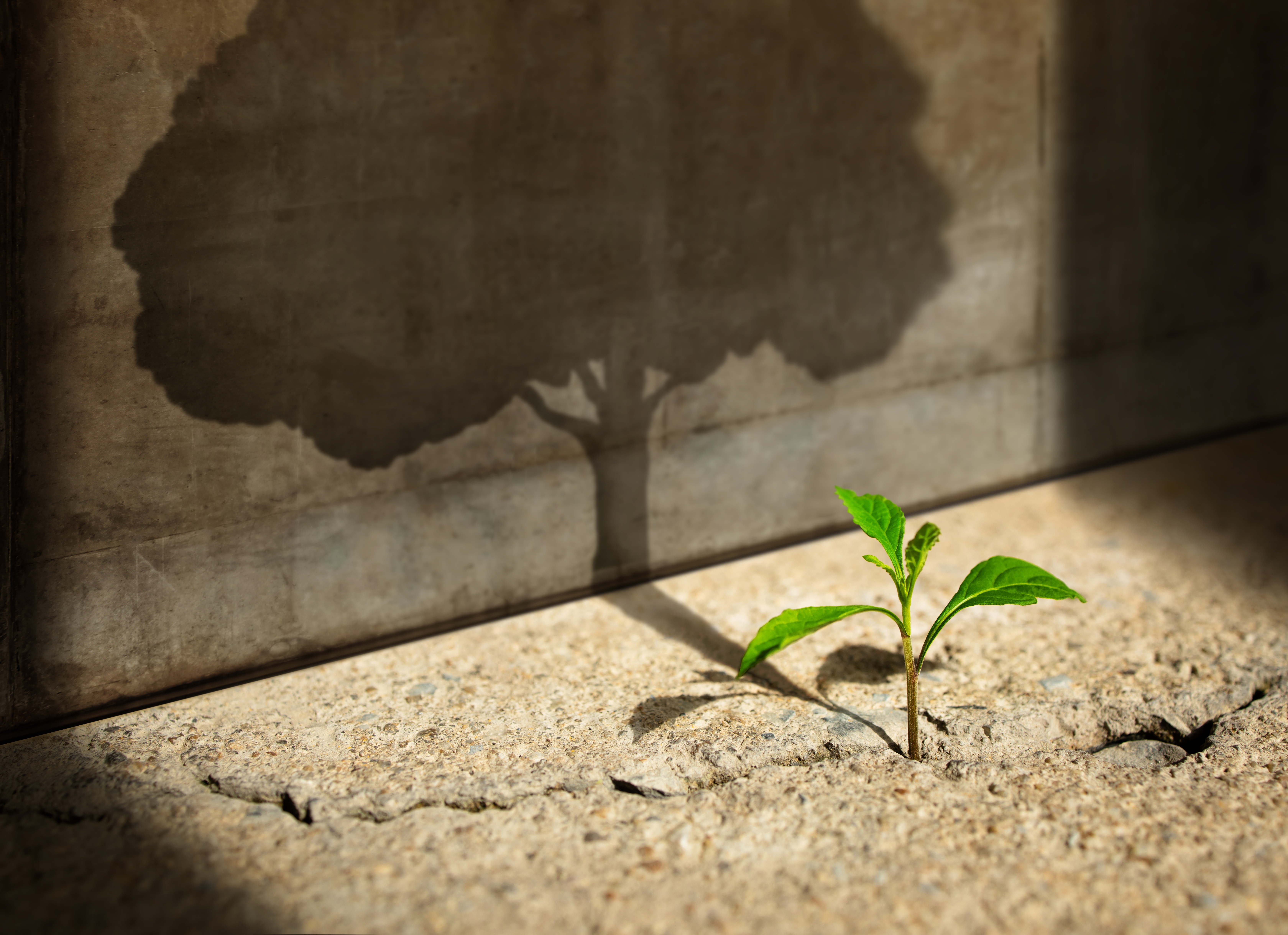 A young plant casts the shadow of a large tree – a symbol of growth and the future.