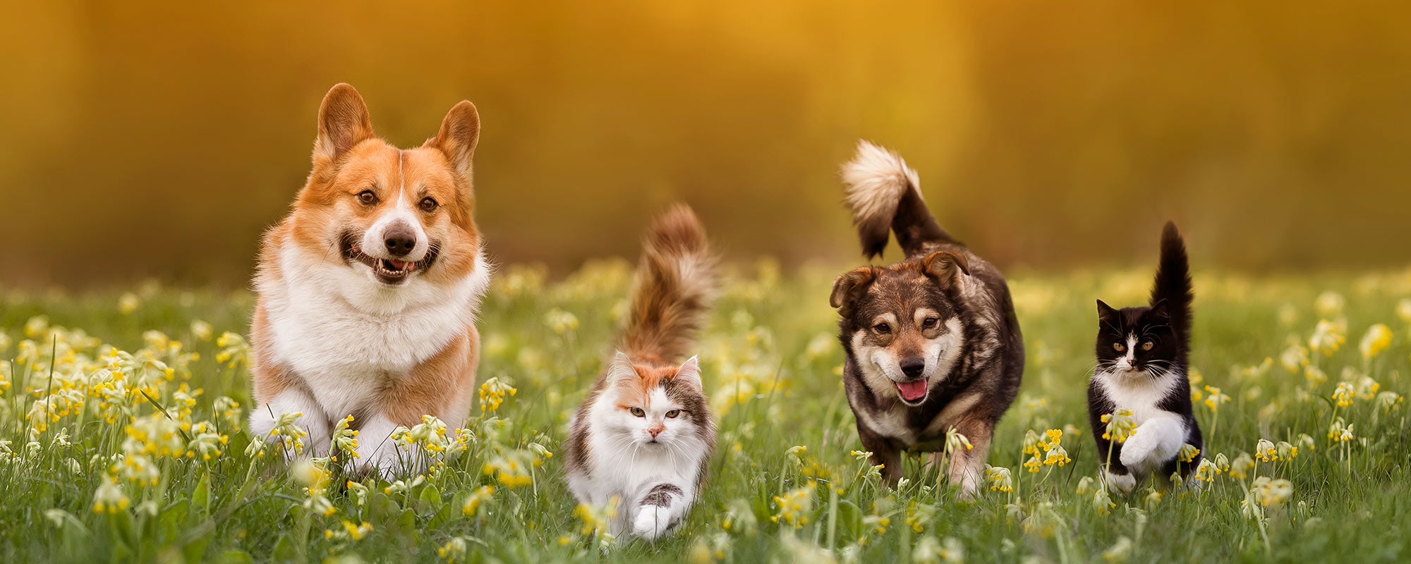BioPetFood – natural pet food